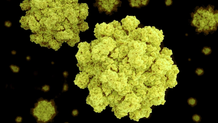 Norovirus có thể dễ dàng lây lan từ người sang người