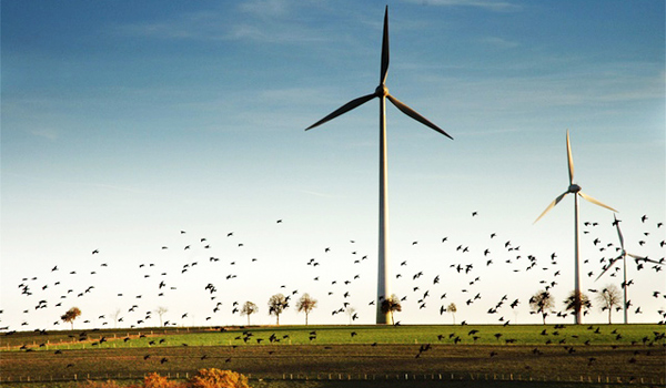 Turbine gió mang lại năng lượng sạch nhưng có thể gây nguy hiểm cho chim